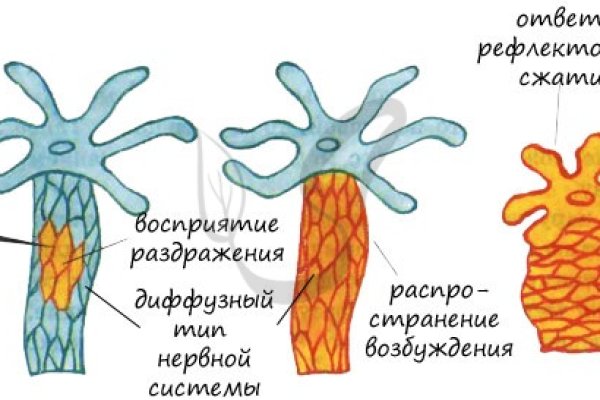 Kraken 16 onion